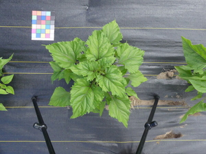planttop