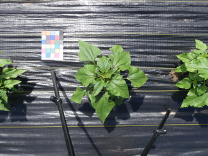 planttop