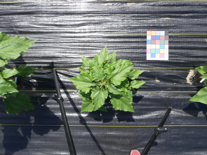 planttop