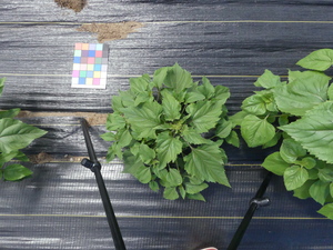 planttop