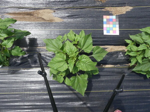 planttop