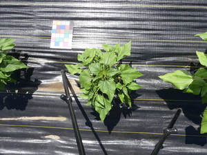 planttop