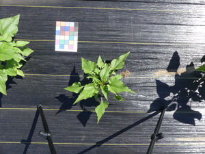 planttop