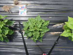 planttop
