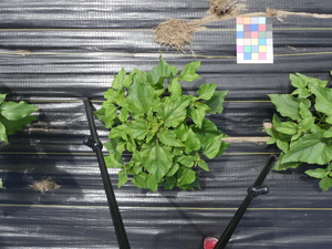 planttop