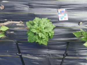 planttop
