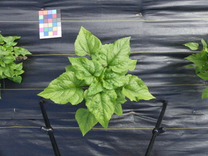 planttop