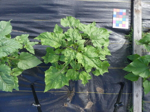 planttop