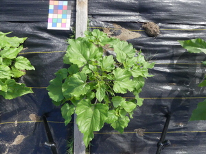 planttop