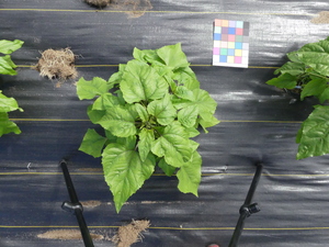 planttop