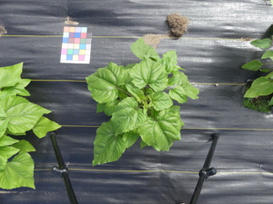 planttop
