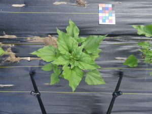 planttop