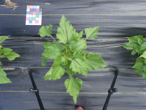 planttop