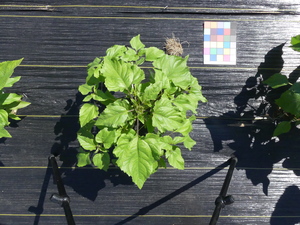 planttop