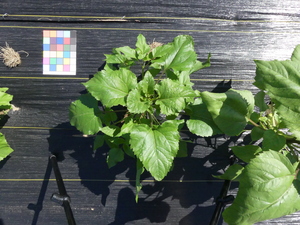 planttop