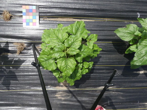 planttop