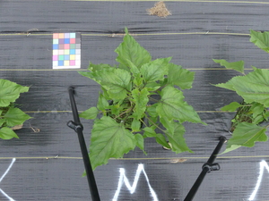 planttop