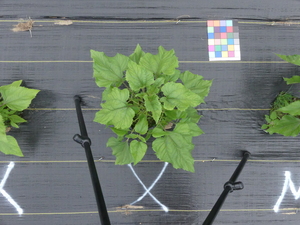 planttop