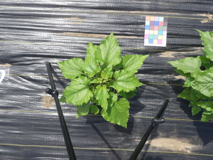 planttop
