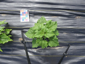 planttop