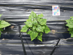 planttop