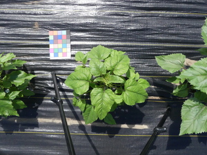 planttop