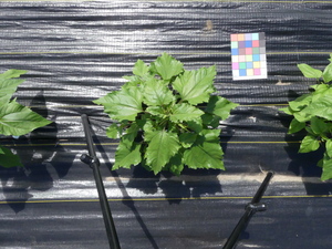 planttop