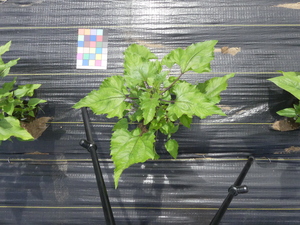 planttop