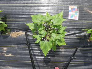 planttop