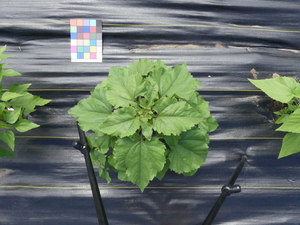 planttop