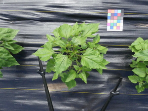 planttop