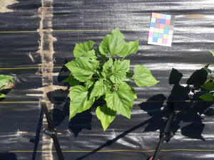 planttop