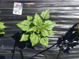 planttop