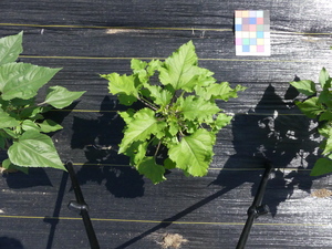 planttop