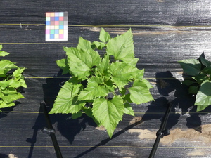 planttop