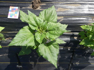 planttop