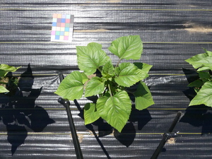 planttop