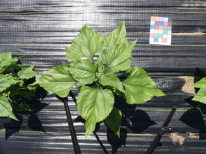 planttop