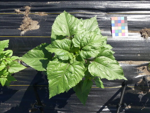 planttop