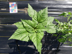 planttop