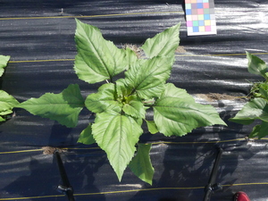 planttop