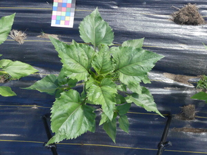 planttop