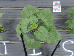 planttop