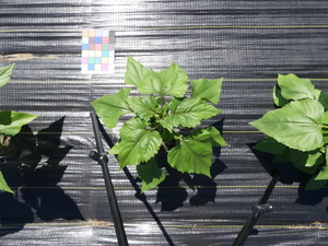 planttop