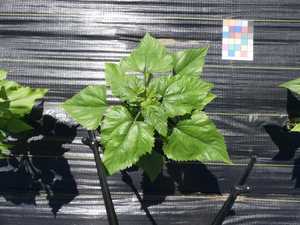 planttop