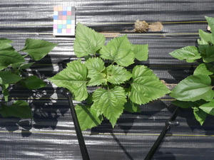 planttop