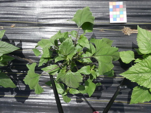 planttop