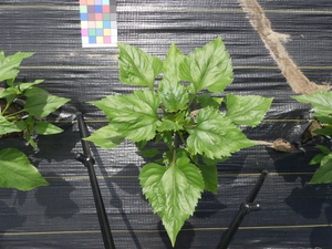 planttop