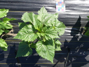 planttop