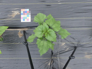 planttop